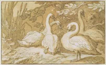A Group of Swans